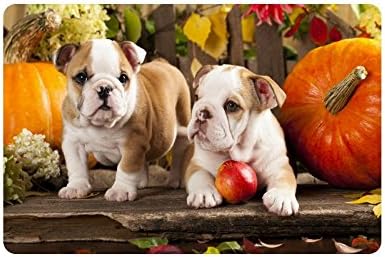 Lovely Two Bulldog Dogs Playing Apple Durable Home Indoor/Outdoor Floor Mat Doormats 23.6 x 15.7 inches(Small)