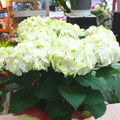 Amazon あじさい 鉢植え ホワイトグリーン色 花 ギフト 観葉植物 オンライン通販
