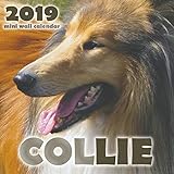 Collie 2019 Mini Wall Calendar by
