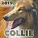 Collie 2019 Mini Wall Calendar by