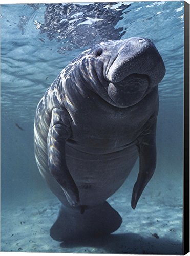 Manatee Wall Art | Manatee Framed Prints, Canvases and Wall Stickers