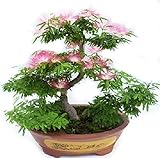 Albizia Julibrissin Bonsai Seeds - Rare Persian Pink Blossom Flowers - Silk Tree Mimosa - 20 Seeds