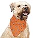 Insect Shield Repellant Dog Bandana for Protecting Dogs from Fleas, Ticks, and Mosquitoes, Dogs & Bones, Orange, 1 Count (Pack of 1) (IE9412 69), 19 by 19-Inch