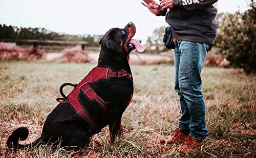 5 point dog harness