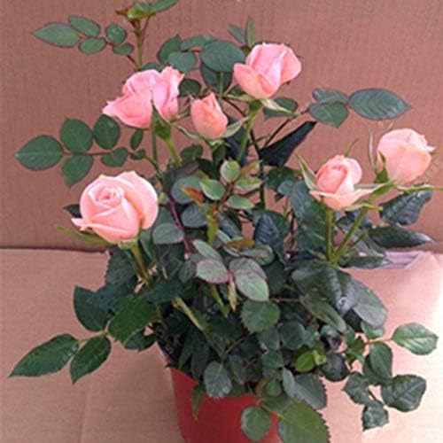 Idomeo Perennial Bonsai Mini Rose Seeds Bonsai Plant Seeds Flowers
