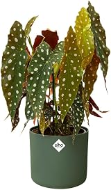 elho B.for Soft Round 14 Indoor Plant Pot 100% Recycled Plastic Ø13.8xH12.5 cm view 6