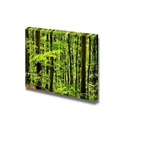 Beautiful Beech Forest Scenery of Trees Woods Wall Decor
