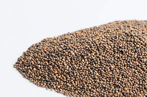 Natures Root Organic Rocket (Arugula) Seeds 250g - Sprouting Microgreens - Image 3