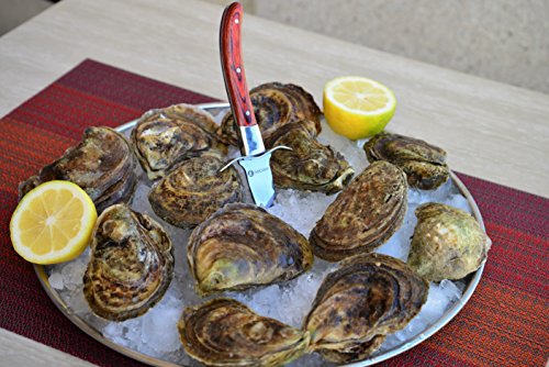 2 Oyster+Knife+HiCoup+Wood+handle+Shucking