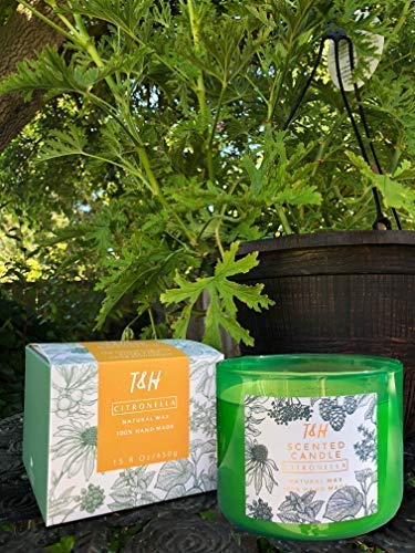 T&H Citronella Candles Outdoor Indoor Large Pure Soy Wax 3-Wick Scent Candle 80 Hour Burn 16 Ounces Highly Scented Long Lasting