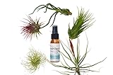 5 Tillandsia Air Plant Pack with Fertilizer Spray/2oz Spray Bottle/FREE Care Guide/House Plants