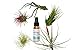 5 Tillandsia Air Plant Pack with Fertilizer Spray/2oz Spray Bottle/FREE Care Guide/House Plants