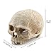 Aquarium Resin Skull, for Aquarium Decoration Reptile House Cave Family Daily Decorationthumb 1
