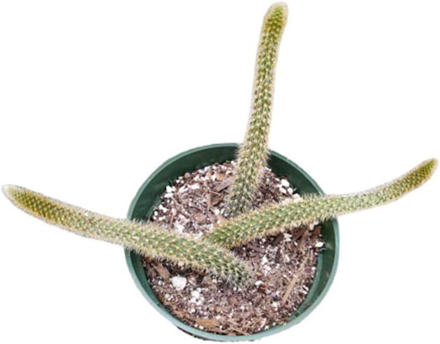 Live Cactus Plants Rat Tail Cactus (4" Pot)