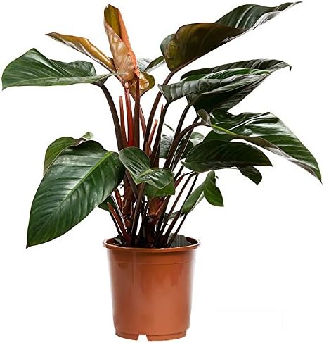 Philodendron Congo Red Live Plant Premium Foliage Plant Fit 2 Gallon Pot