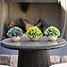 Sophia's Garden Artificial Plants Fake Plants for Plant Decor, Cute, Realistic Desk Plant - Small Artificial Plants Fake Plant Artificial Plant for Home Decor Faux Plant Feaux