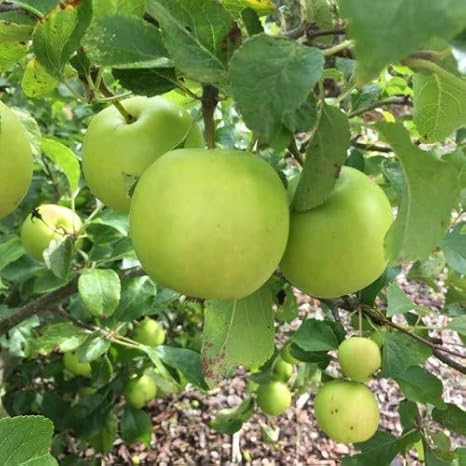 Lushgreen High Yield Hybrid Rare Bare Apple Ziziphus Mauritiana Indian Jujube Fruit Live Plant For Indoor Garden 1 Healthy Live Plant On Polybag Amazon In Garden Outdoors