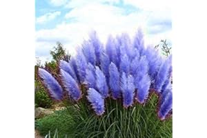 CANHOT Seeds -100Pcs Blue Pampas Grass Cortaderia Selloana Flower Rare Reed Plant Seeds Garden