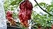Trinidad 7 Pot Madballz Pepper 10+ Seeds
