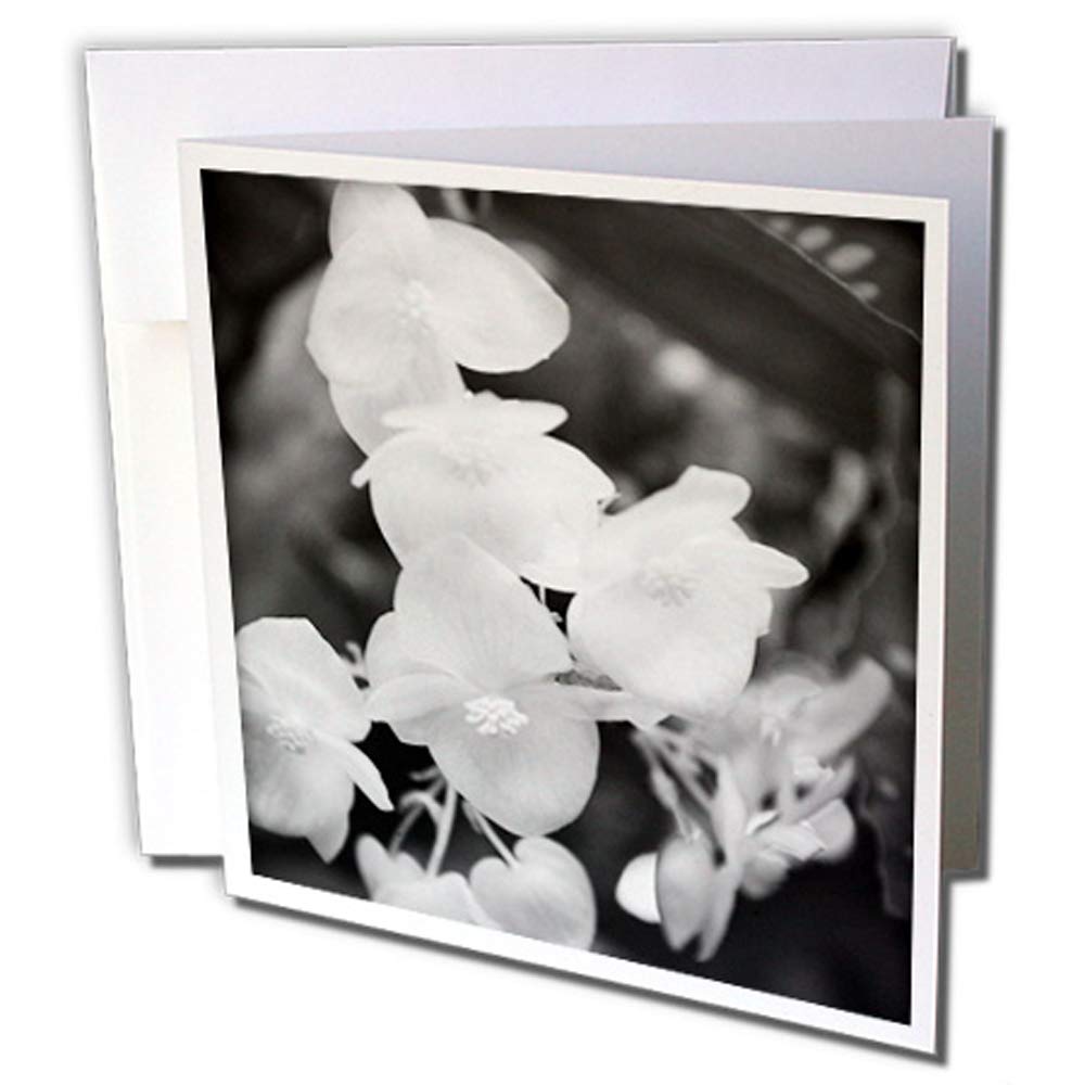 3dRose gc_252514_2 6 x 6-Inch"Black and White Angel Wings is a Photo of Beautiful Garden Flowers" Greeting Card (Set of 12)