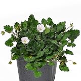 Erodium variabile, Bishop Form, Heron's Bill