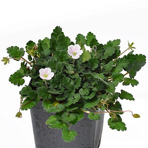 Miniature Fairy Garden Erodium variabile, Bishop Form, Heron's Bill