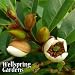Michelia figo Banana Shrub LIVE PLANT foliage white magnolia like flower