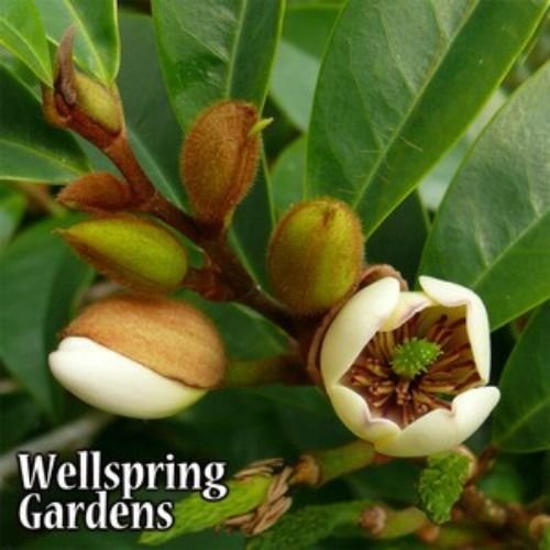 Michelia figo Banana Shrub LIVE PLANT foliage white magnolia like flower Michelia figo Banana Shrub LIVE PLANT foliage white magnolia like flower
