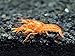 Aquatic Arts 1 ORANGE CPO Dwarf Mexican Crayfish/Mini Lobster (Cambarellus patzcuarensis) - 1/2 Inch to 1 1/2 Inches