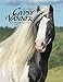 Gypsy Vanner Horse 2018 Calendar