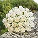 Easin Artificial Rose Bouquet - Silk Ivory Roses, 26 Heads - Wedding Bouquet for Room, Home, Hotel, Party & Event Decoration