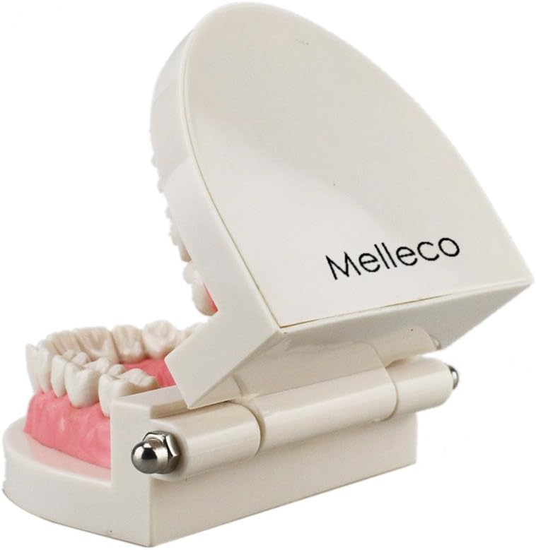 Melleco Dental Dentist Adult Standard Typodont Demonstration Teeth Teaching Model