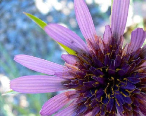 50 Mammoth Sandwich Island Salsify Vegetable Oyster Flower Seeds