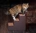 Pet Gear Easy Step III Pet Stairs, Chocolate, 3 step (PG9630CH)