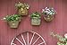 Nantucket Bike Basket Co Cisco Collection Oval Bicycle Basket (Tan, 14 X 11 X 9.5)