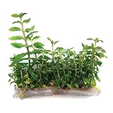 SubstrateSource Staurogyne repens 