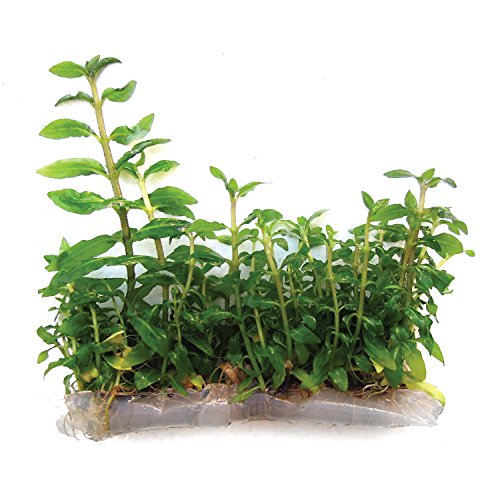 SubstrateSource Staurogyne repens 