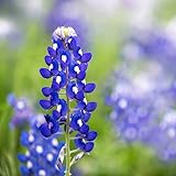 Lupine Flower Garden Seeds - Texas Blue Bonnet - 1