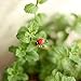 OHTOP 10Pcs Beetle Ladybug Fairy Garden Ornament Figurine Miniature Dollhouse Decor(Red)
