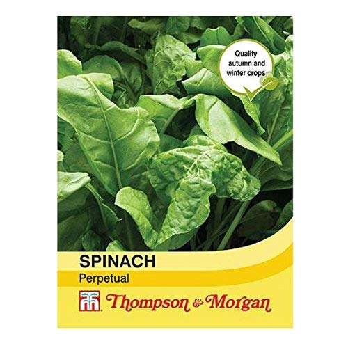Thompson & Morgan - Vegetable - Spinach Perpetual - 250 Seeds