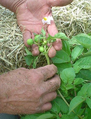 Simply Seed - Russet Burbanks - Organic Grown Seed Potatoes - 5 LBS - Ready for Fall Planting