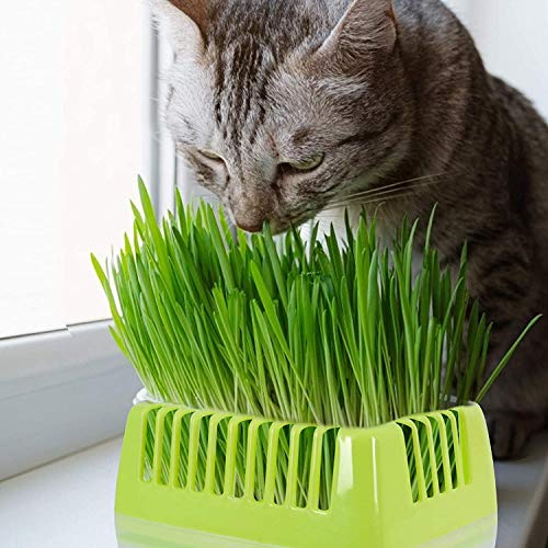 KORAM Seed Tray Kit, Seed Planting Tray for Cat Grass, Tray for Seedling Organic Pet Cat Grass Growing with Non-Slip Stickers, Natural Hairball Control Healthy Treat for Cats (Seed Not Included)