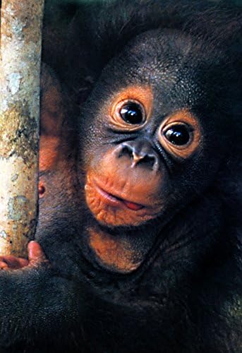 Baby Orangutan Poster, Cute, Monkey