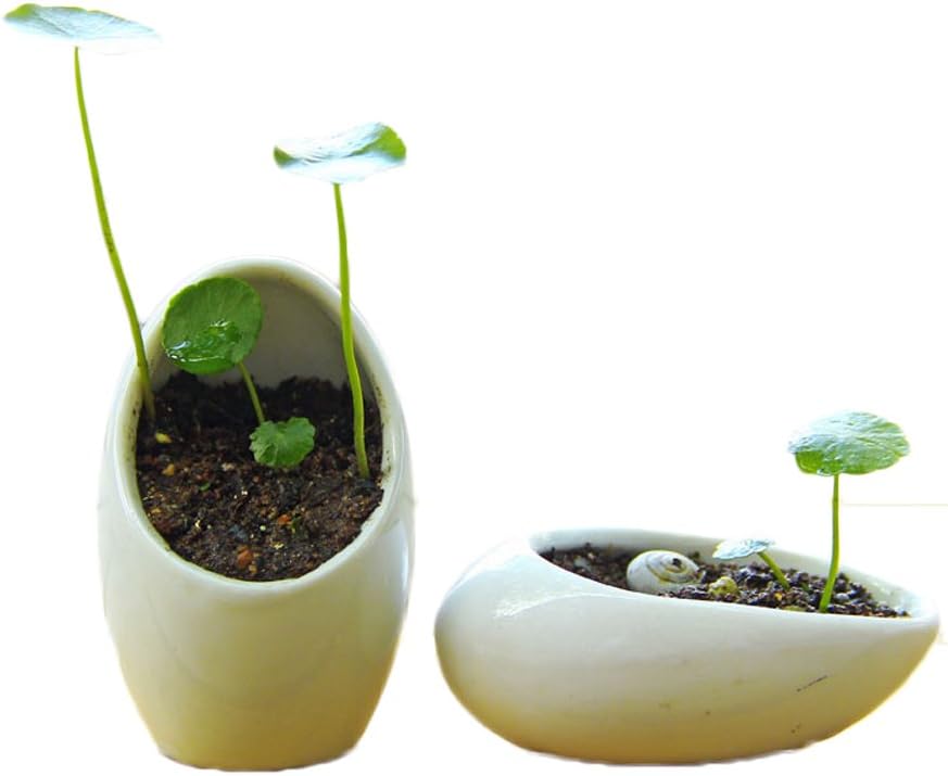 Grass language floral small plant pots white ceramic