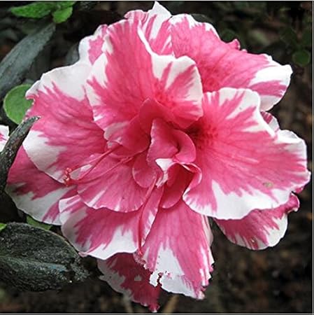 Amazon Com 100 Real 2 Pcs Desert Rose Seeds Adenium Seeds Bonsai Succulent Ornamental Flowers Plant For Garden Balcony Mix Colors 10 Garden Outdoor