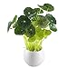 GTIDEA Fake Potted Plants Artificial Chinese Money Plant Bonsai Plastic House Plants for Bathroom Home Kitchen Office Bookshelf Garden Feng Shui Decor in White Ceramic Pot
