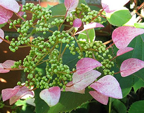 Schyzophragma hydrangeoides 'Roseum' 15cm Pot Size