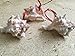 Glittered Pink Murex Seashell Ornaments with Turquoise Ribbon, 3
