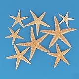 Fun Express Real Starfish Decoration (30 Piece)