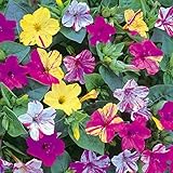 Seeds Four O'clock Marvel of Peru Mirabilis Mix